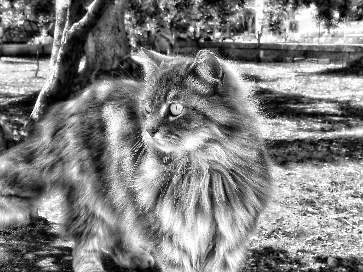 La Cummersa Del Gatto Locorotondo Luaran gambar